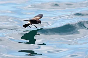 Elliot: White-vented Storm Petrel / Elliot's Storm-petrel