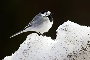 Motacillidae: White Wagtail
