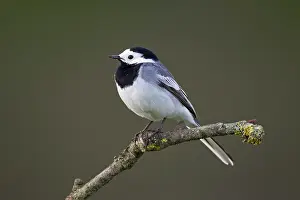 Motacillidae: White Wagtail