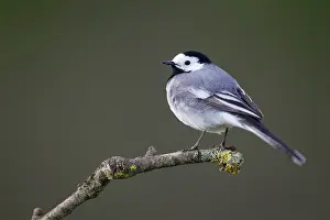 Motacillidae: White Wagtail