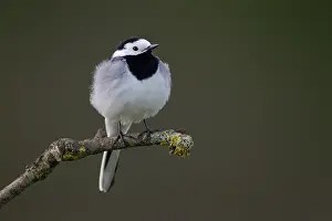Motacillidae: White Wagtail