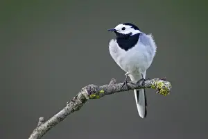 Motacillidae: White Wagtail