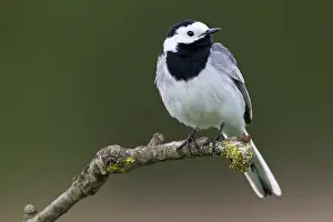 Motacillidae: White Wagtail