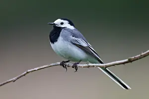 Motacillidae: White Wagtail