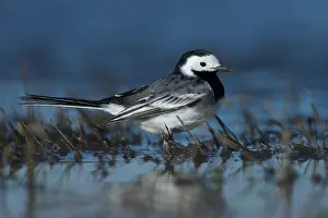 Motacilla: White Wagtail