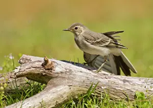Zeeland: White Wagtail