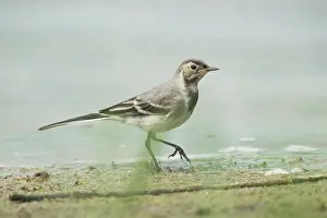 Zeeland: White Wagtail