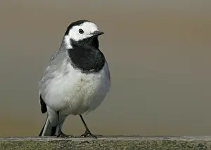Motacillidae: White Wagtail