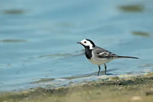 Zeeland: White Wagtail