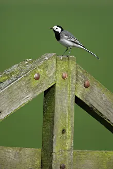 Pied: White Wagtail
