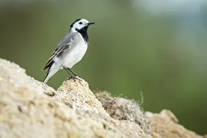 Wagtails: White Wagtail adult perched