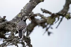 Wagtails: White Wagtail bringing material to build the nest