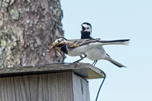 Nestbox: White Wagtail bringing material to build the nest