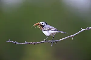 Wagtails: White Wagtail bringing material to build the nest
