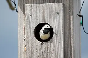 Nestbox: White Wagtail at the entrance of the nest-box