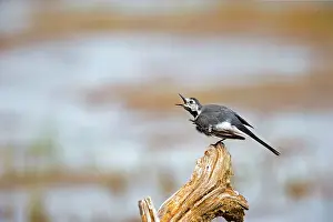 Wagtails: White Wagtail grooming