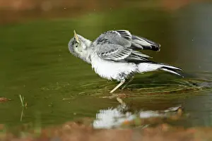 Puddles: White Wagtail - juvenile taking a bath in a puddle