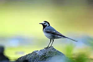 Alba: White wagtail (Motacilla alba), adult bird, Wupper