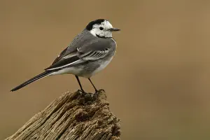 Motacillidae: White Wagtail - perched on a trunk - Castile and