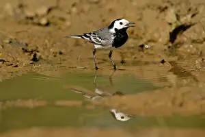 Puddles: White Wagtail - standing in rain puddle with reflection