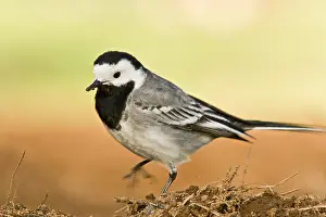 Motacilla: White Wagtail - walking on field