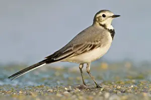 Motacilla: White Wagtail - walking on a marsh