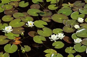 Harris: White Water Lily