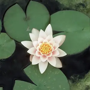 Made: White water lily