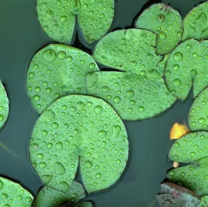Droplets: White water lily