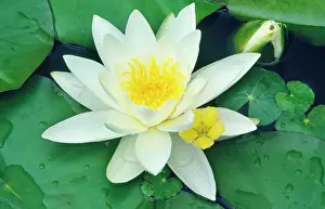 Waterlilies: White WATER LILY - In garden pond