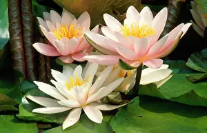 Waterlilies: White WATER LILY - In garden pond