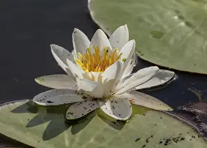 Reddish: White water lily, Nymphaea alba in flower in deep