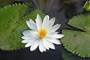 Waterlilies: White waterlily