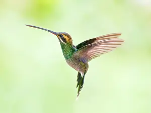 Hermit: White Whiskered Hermit - in flight Phaethornis y