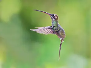 Hermit: White Whiskered Hermit - in flight Phaethornis y