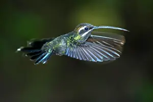 Apodiforme: White-whiskered Hermit (Phaethornis yaruqui) in