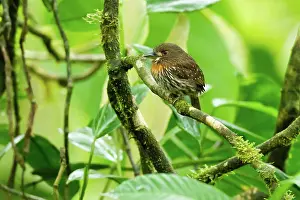 Puff: White-whiskered Puffbird