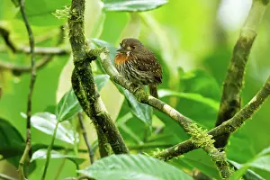 Puff: White-whiskered Puffbird