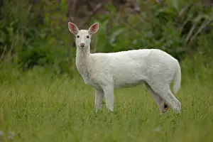 310718: White white-tailed deer (Odocoileus virginianus)