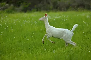 310718: White white-tailed deer (Odocoileus virginianus)