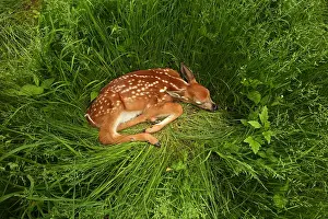 Asleep: White white-tailed deer (Odocoileus virginianus)