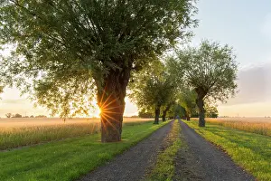 Alba: White Willow