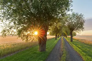 Alba: White Willow