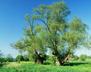 Pollarded: White WILLOW - ancient, pollarded, Stour Valley
