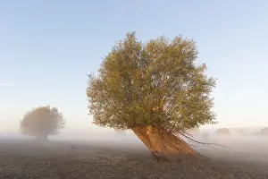 Willows: White Willow - tree in morning fog - Germany