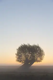 Willows: White Willow - tree at sunrise - Germany