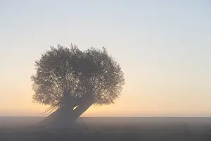 Willows: White Willow - tree at sunrise - Germany