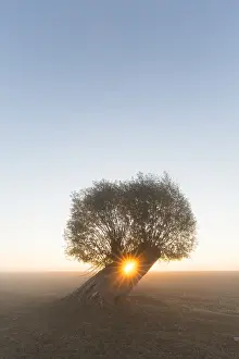 Willows: White Willow - tree at sunrise - Germany