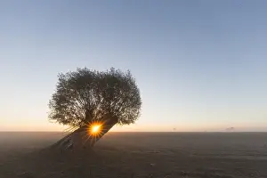 Rising: White Willow - tree at sunrise - Germany