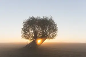 Rising: White Willow - tree at sunrise - Germany